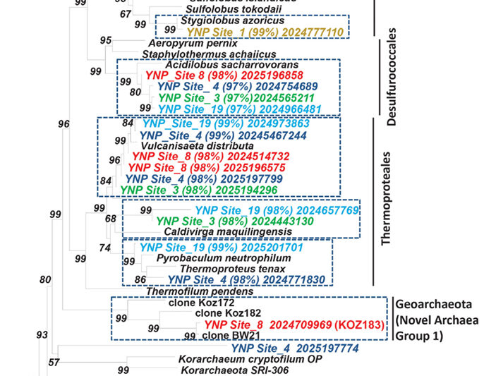 cultivated archaea