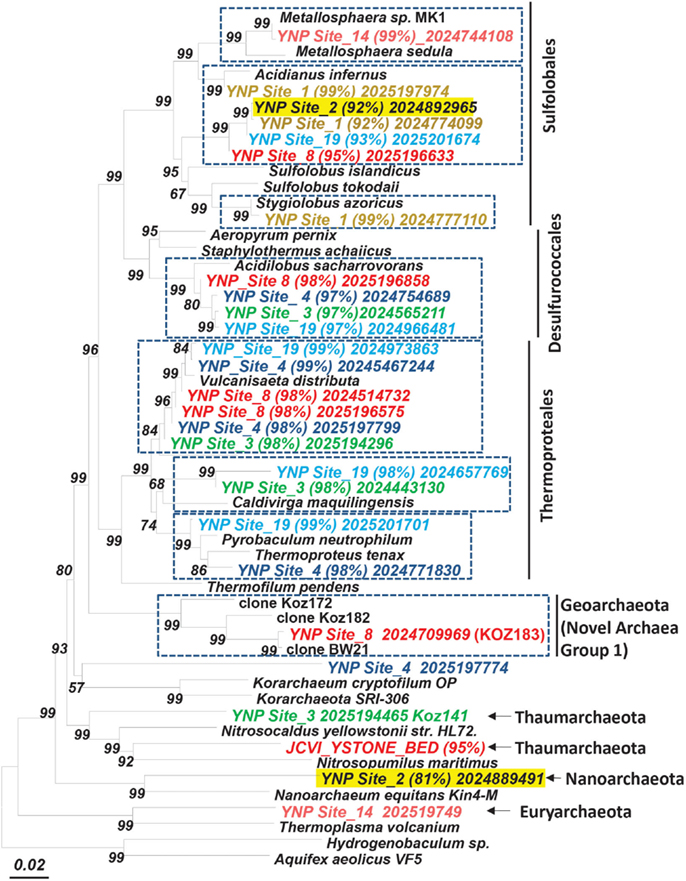 cultivated archaea